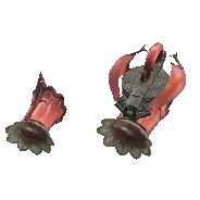 Blossom Cuffs α - female